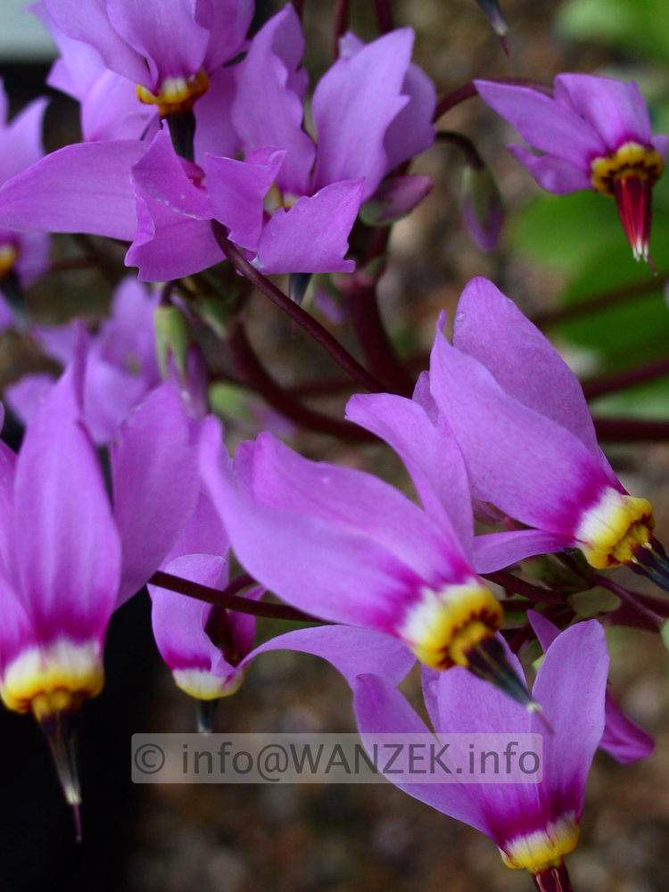 Dodecatheon meadia 02.JPG